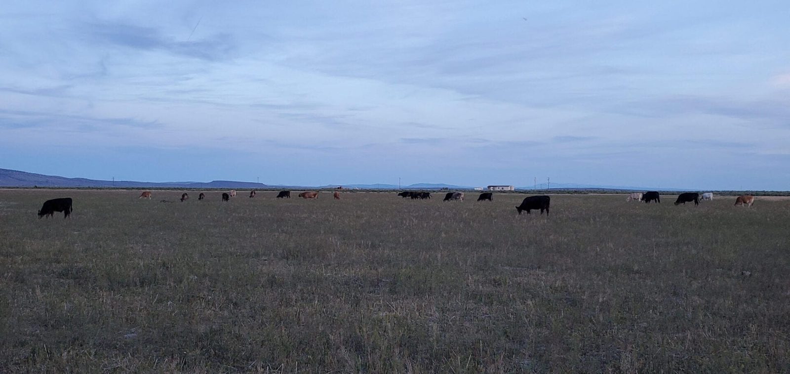 Pasture-raised cattle grazing on open high-desert range near Crane, Oregon at dusk