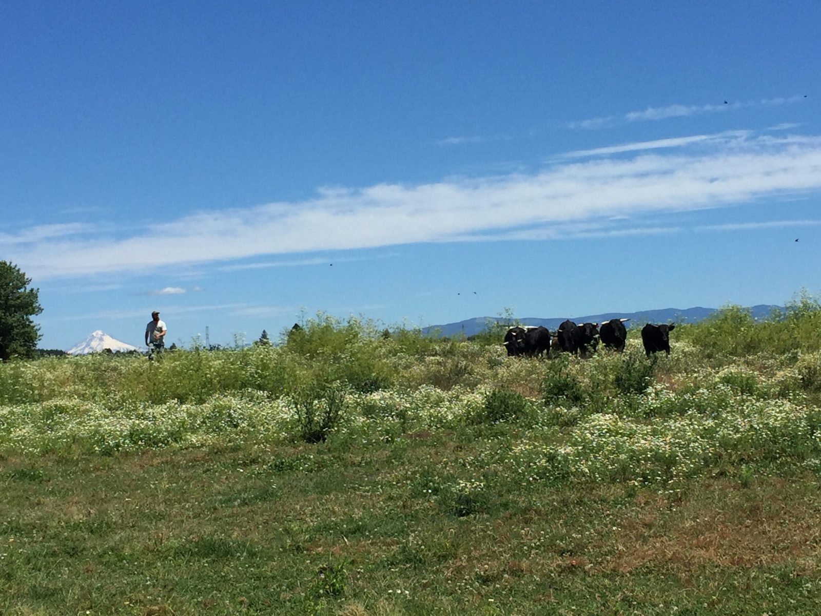 Certified organic hay pasture under Mt. Hood on the Hess family farm in Oregon