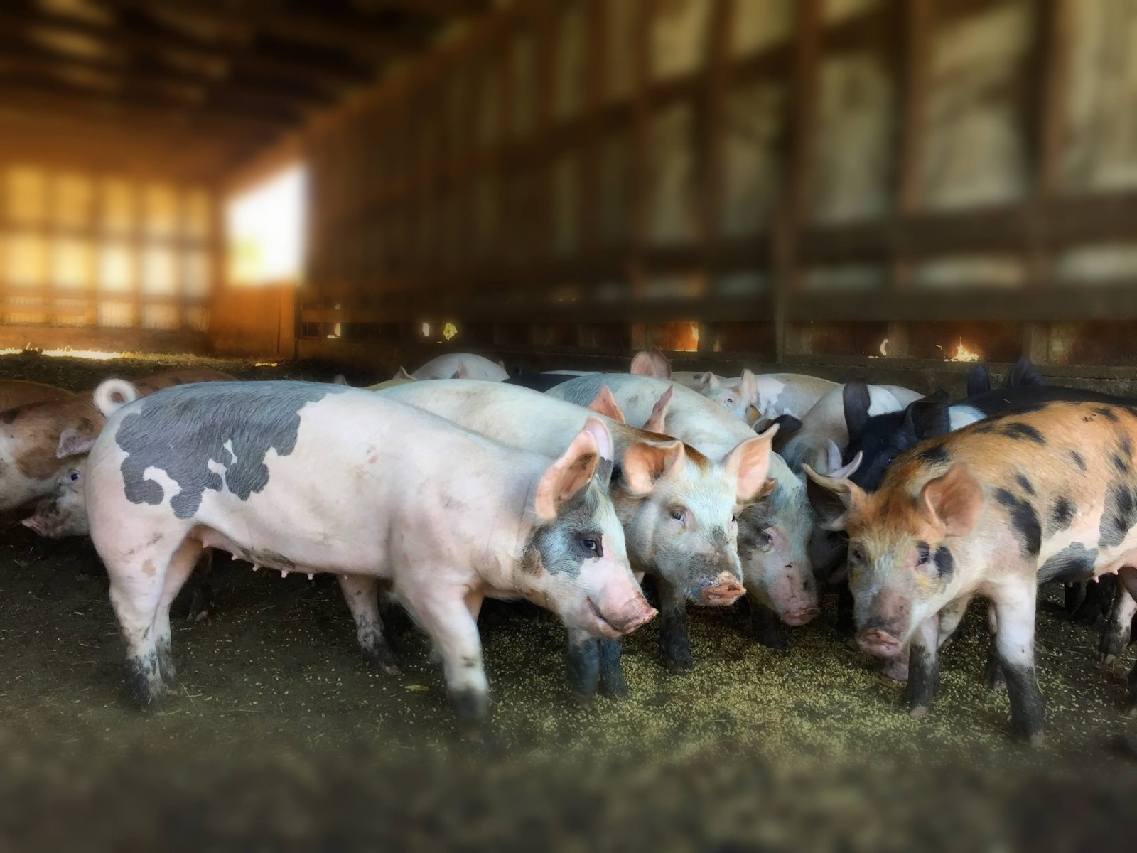 Berkshire-cross hogs on fresh straw in the Hess family barn